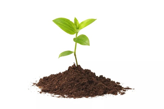 造血干細(xì)胞