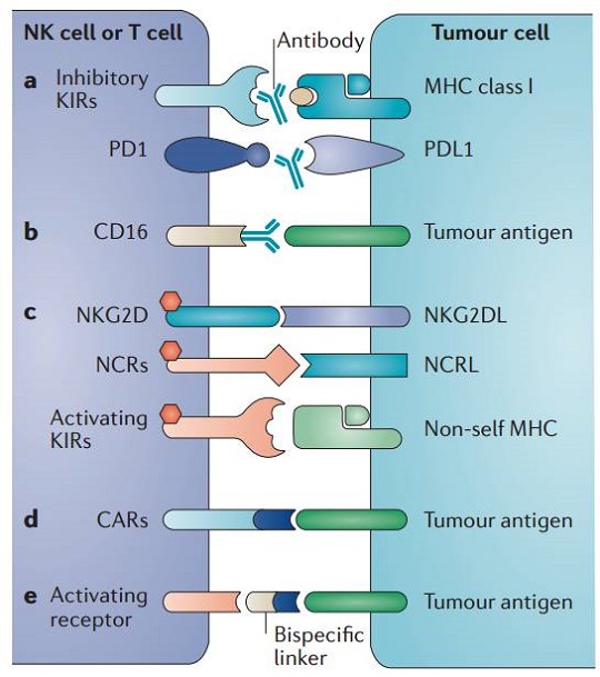 NK細(xì)胞存儲(chǔ) 免疫細(xì)胞存儲(chǔ)
