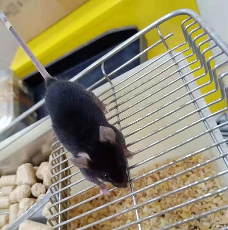 存儲(chǔ)免疫細(xì)胞有什么用? 存儲(chǔ)免疫細(xì)胞,就選漢氏聯(lián)合