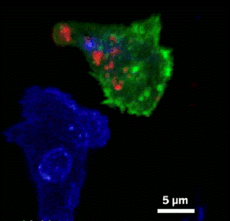 存儲(chǔ)免疫細(xì)胞有什么用? 存儲(chǔ)免疫細(xì)胞,就選漢氏聯(lián)合