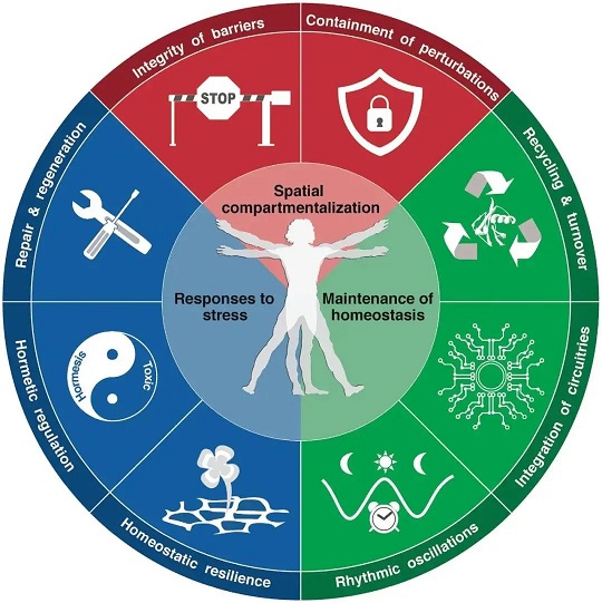 干細(xì)胞治療糖尿病 糖尿病治療