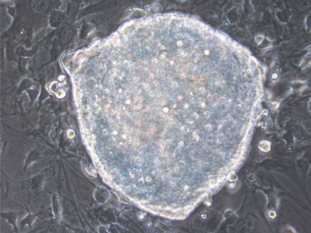 成年體細(xì)胞可在活鼠體內(nèi)重新編程為多能干細(xì)胞