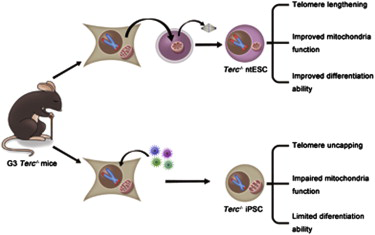 核移植技術(shù)重編程能力比誘導(dǎo)型多能干細(xì)胞技術(shù)更強(qiáng)