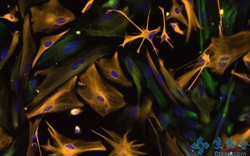 保持干細胞狀態(tài)還是分化為功能性神經(jīng)元，UPF1蛋白來決定