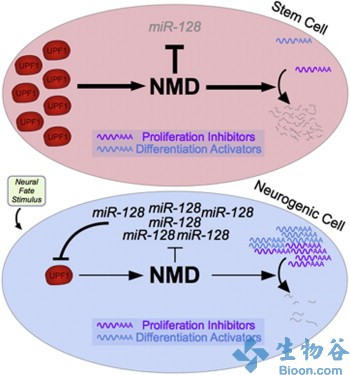 科學家在本研究中發(fā)現(xiàn)UPF1能夠作為分子開關決定神經(jīng)元前體細胞的命運